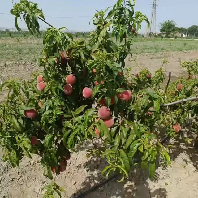 Huerta Puente de Piedra #LaVega #Granada