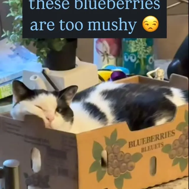 too mushy ➡️ fighting with customer service ➡️ peaceful resolution 

#catpaws #kitties #toebeans #catpaw #catmum #pawsup #catbeans #kitty #cattoes #feline #ilovemycat #prettykitty #toebeans🐾 #blackandwhitecat #toebeantuesday