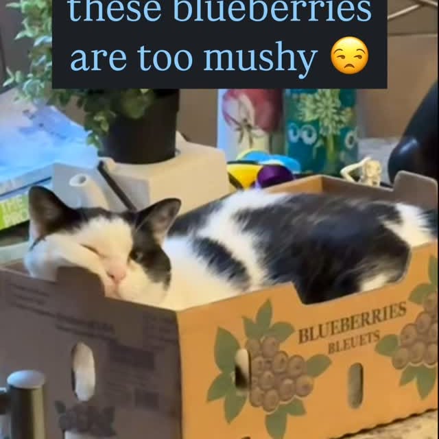 too mushy ➡️ fighting with customer service ➡️ peaceful resolution 

            🐾