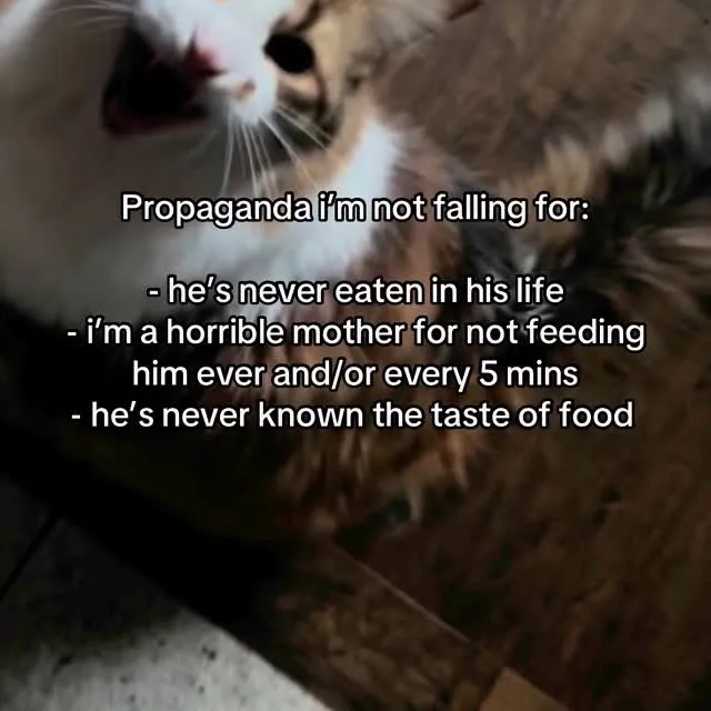 Always nonstop until the second the food hits his mouth 😭

.
.
.
.
.
#catsoﬁnsta #handsomecat #floofycataofinstagram #mainecoonstagram #mainecoonworld #mainecoonoftheday  #mainecoonsofig #mainecooninstagram #mainecoonmix #mainecoon #mainecoonlover4ever #mainecoonfurfriends #mainecoonofig