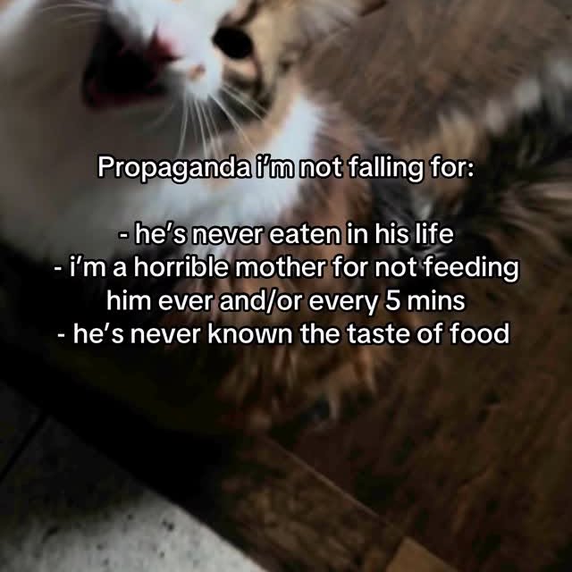 Always nonstop until the second the food hits his mouth 😭

.
.
.
.
.
ﬁnsta