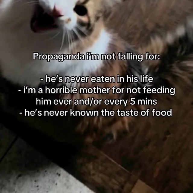 Always nonstop until the second the food hits his mouth 😭

.
.
.
.
.
#catsoﬁnsta #handsomecat #floofycataofinstagram #mainecoonstagram #mainecoonworld #mainecoonoftheday  #mainecoonsofig #mainecooninstagram #mainecoonmix #mainecoon #mainecoonlover4ever #mainecoonfurfriends #mainecoonofig