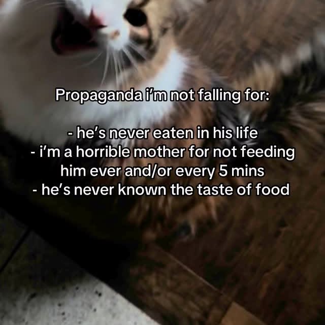 Always nonstop until the second the food hits his mouth 😭

.
.
.
.
.
ﬁnsta