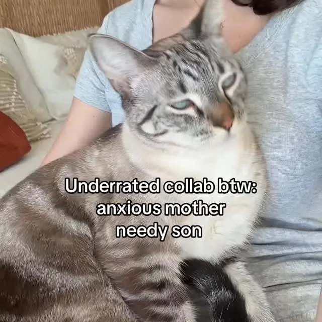 Underrated and also the air in my lungs at this point 

#cat #catmom