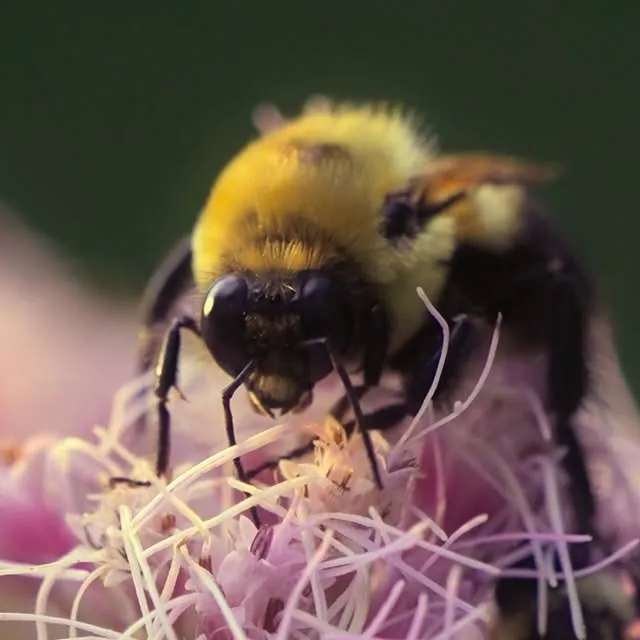 Bees do so much for us, and we can do something to help them out in return.

This World Bee Day, learn more about how we can bee good to the bees by watching #SecretsOfTheBees, now streaming on @DisneyPlus and @hulu.