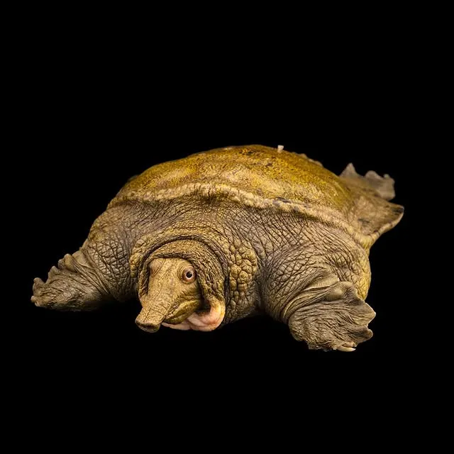 They’re perfectly designed to lie stock still for long periods of time—yet when it’s time to catch dinner, they’re fast as lightning. No wonder @joelsartore loves softshell turtles.

We’re celebrating 20 years of the National Geographic #PhotoArk, an audacious project documenting the world's incredible biodiversity and highlighting the importance of conservation through photography. Which animal do you want to see next?