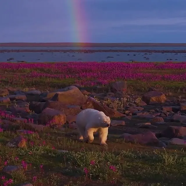 The Arctic tundra blooms briefly each summer, carpeting the landscape along Hudson Bay with pink wildflowers. As a rainbow stretched across the sky, Martin Gregus Jr. @mywildlive captured this polar bear roaming the area, waiting for sea ice to form when winter returns.