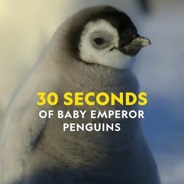 These chicks are growing up fast, from cozy crèches with their fellow chicks to open seas full of fishy feasts 🌊🐧 

#SecretsOfThePenguins is streaming now on @DisneyPlus and @hulu.
