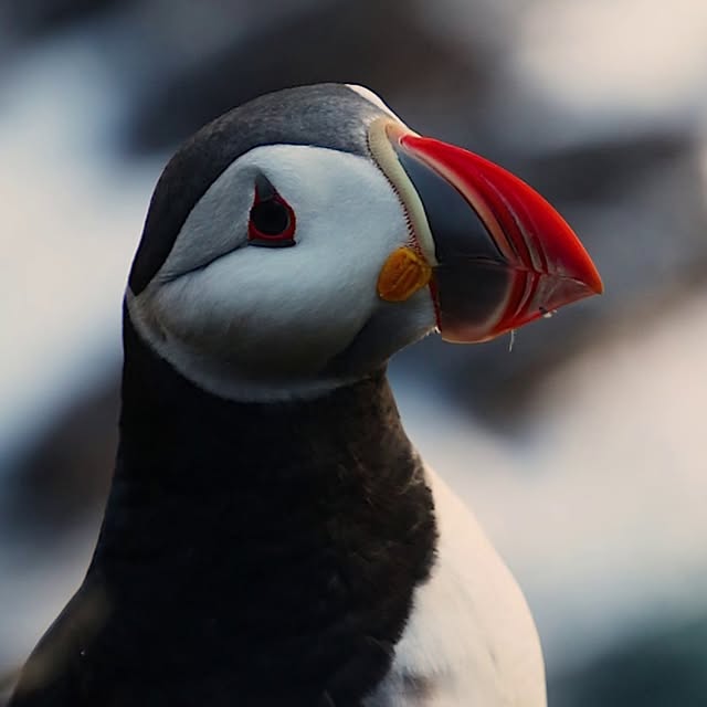 Video by @awais.ali.sheikh | An Atlantic puffin gathering grass for its nest suddenly dropped everything after spotting its partner flying overhead. It instinctively launched into a joyful courtship ritual by tossing the grass aside and sharply lifting its head and beak toward the sky. This tender moment unfolded at Látrabjarg, Iceland, one of Europe’s highest sea cliffs and a vital breeding ground where puffins return year after year.

This video was featured in our @natgeoyourshot  challenge.