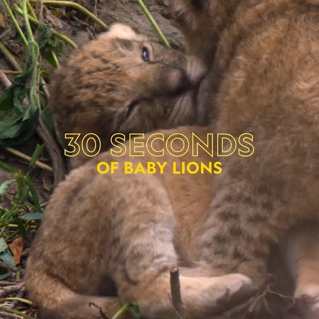 Lion cub roars are unmatched 🦁💛 These little cubs are just getting started, and as they grow, so will their roar. For males, that mighty sound could one day travel up to five miles across sub-Saharan Africa. 

#NatGeoQueens is now streaming on @DisneyPlus and @hulu.