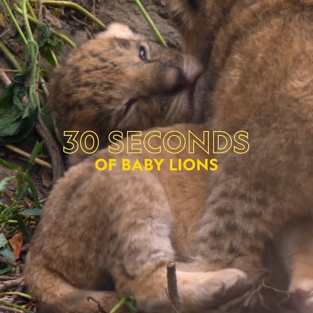 Lion cub roars are unmatched 🦁💛 These little cubs are just getting started, and as they grow, so will their roar. For males, that mighty sound could one day travel up to five miles across sub-Saharan Africa. 

 is now streaming on @DisneyPlus and @hulu.