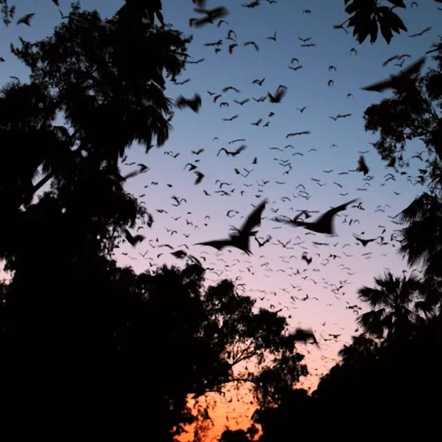 Bats and a spectacular sunset make for an unforgettable combo.

#HostilePlanet is now streaming on @DisneyPlus.