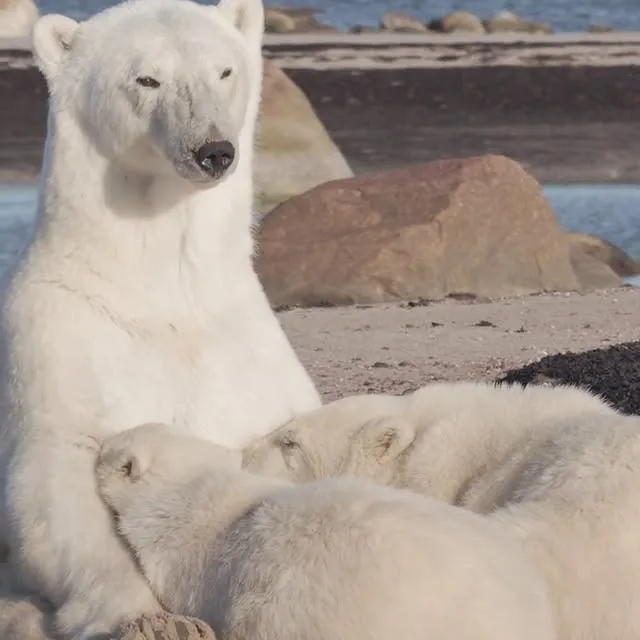 Along the coast of Hudson Bay, polar bear cubs depend entirely on their mother for warmth, protection, and nourishment in their first years. As the sun rises, the cubs wake, stretch, and press close to nurse while she scans her surroundings. Captured by Martin Gregus Jr. @mywildlive, this moment shows how even at rest, a mother polar bear remains watchful over her cubs.